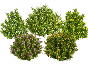 3D Potentilla Blossoms Model 3D