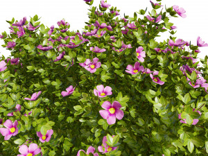 3D Potentilla Blossoms 3D Model