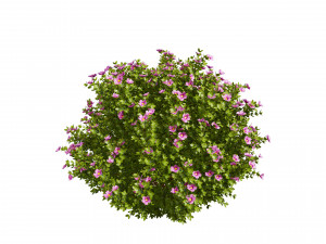 3D Potentilla Blossoms 3D Model
