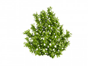 3D Potentilla Blossoms 3D Model