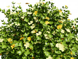 3D Potentilla Blossoms 3D Model
