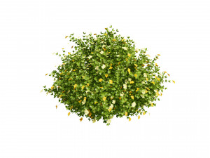 3D Potentilla Blossoms 3D Model