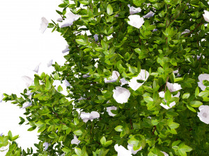 3D Potentilla Blossoms 3D Model