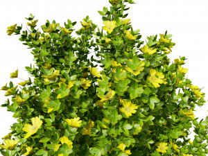 3D Potentilla Blossoms 3D Model