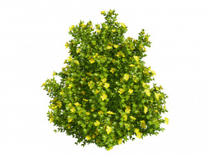 3D Potentilla Blossoms 3D Model