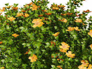 3D Potentilla Blossoms 3D Model