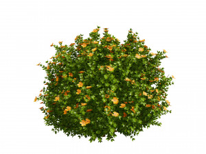 3D Potentilla Blossoms 3D Model