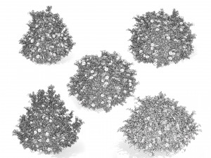 3D Potentilla Blossoms 3D Model
