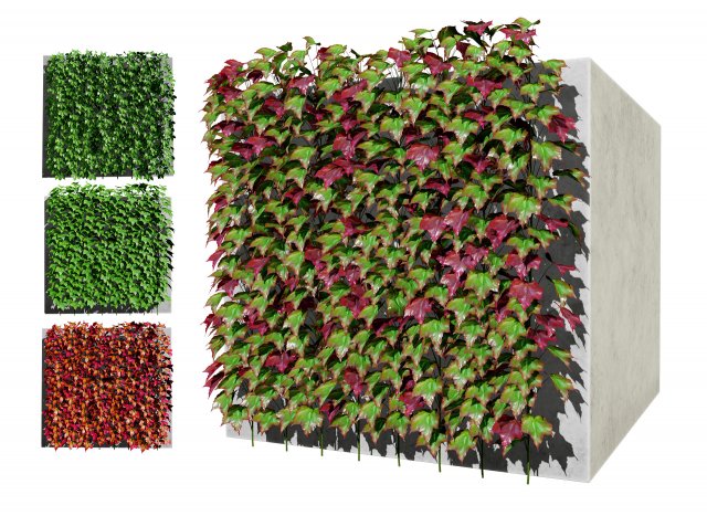 Virginia and Boston ivy climbers with free 3D Model .c4d .max .obj .3ds .fbx .stl .blend 