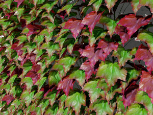 Virginia and Boston ivy climbers with free 3D Model