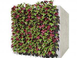 Virginia and Boston ivy climbers with free 3D Model