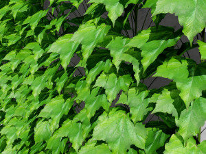 Virginia and Boston ivy climbers with free 3D Model