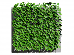 Virginia and Boston ivy climbers with free 3D Model