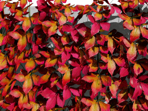 Virginia and Boston ivy climbers with free 3D Model