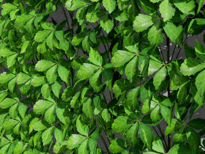Virginia and Boston ivy climbers with free 3D Model