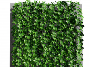 Virginia and Boston ivy climbers with free 3D Model