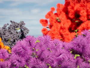 Arboretum smoke trees Modelo 3D