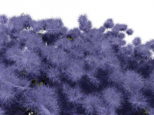 Arboretum smoke trees Modelo 3D
