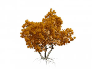 Arboretum smoke trees 3D Model