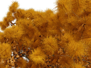 Arboretum smoke trees Modelo 3D