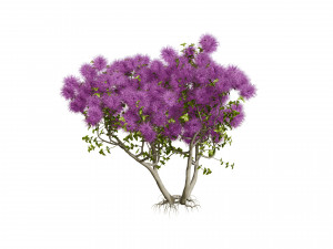 Arboretum smoke trees Modelo 3D