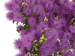 Arboretum smoke trees Modelo 3D