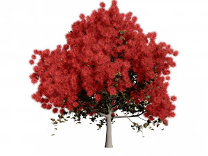 Arboretum smoke trees 3D Model