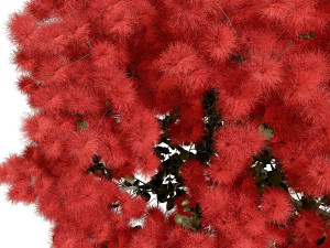 Arboretum smoke trees Modelo 3D