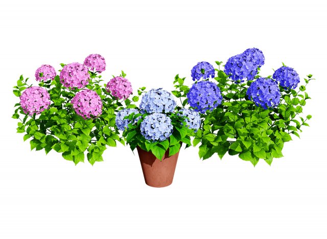French Hydrangea Flowers with free 3D Model .c4d .max .obj .3ds .fbx .stl .blend