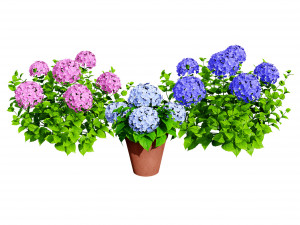 French Hydrangea Flowers with free 3D Model