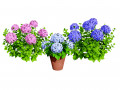 French Hydrangea Flowers with free 3D 모델