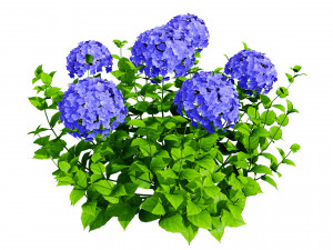 French Hydrangea Flowers with free 3D Model