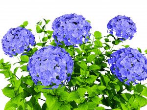 French Hydrangea Flowers with free 3D Model
