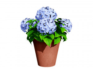 French Hydrangea Flowers with free 3D Model