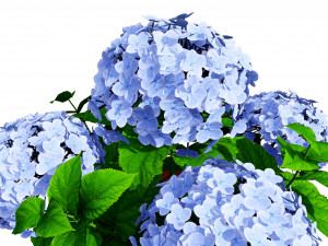 French Hydrangea Flowers with free 3D Model