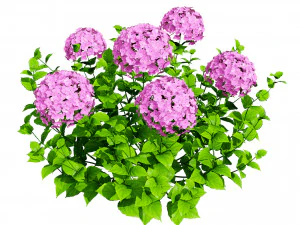 French Hydrangea Flowers with free 3D Model