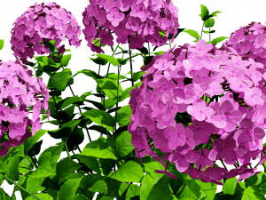 French Hydrangea Flowers with free 3D Model