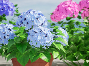 French Hydrangea Flowers with free 3D Model