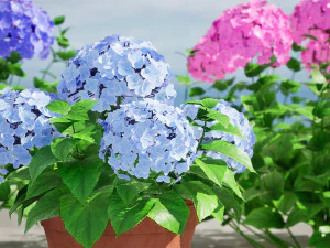 French Hydrangea Flowers with free 3D Model