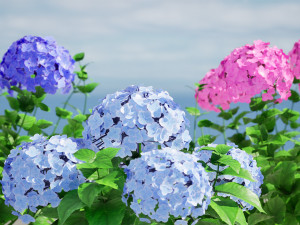 French Hydrangea Flowers with free 3D Model