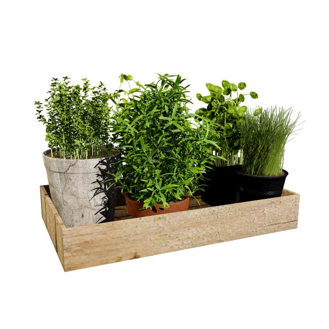 Rustic Herb Pot Plants 3D Model .c4d .max .obj .3ds .fbx .stl .blend