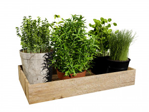 Rustic Herb Pot Plants 3Dモデル