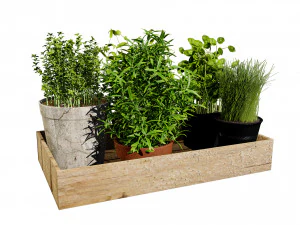 Rustieke kruidenpotplanten 3D Model