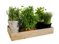 Rustic Herb Pot Plants 3D 모델