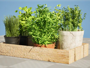 Rustic Herb Pot Plants 3D Model