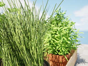 Rustic Herb Pot Plants 3D Model