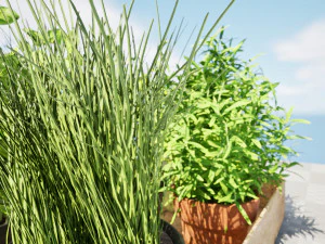 Rustic Herb Pot Plants 3D Model