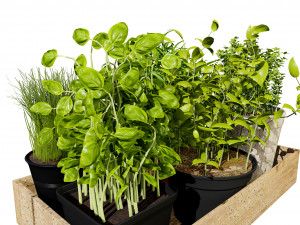 Rustic Herb Pot Plants 3D Model