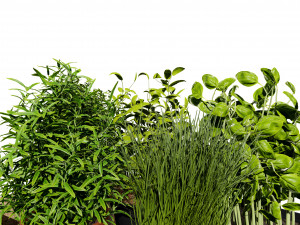 Rustic Herb Pot Plants 3D Model