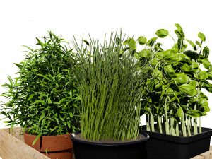 Rustic Herb Pot Plants 3D Model